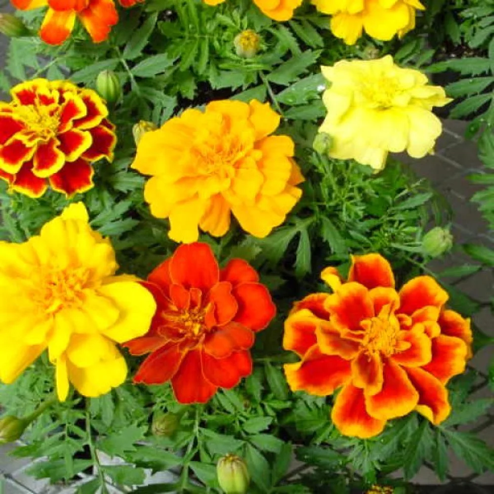 Fransk tagetes 'Nema TP'