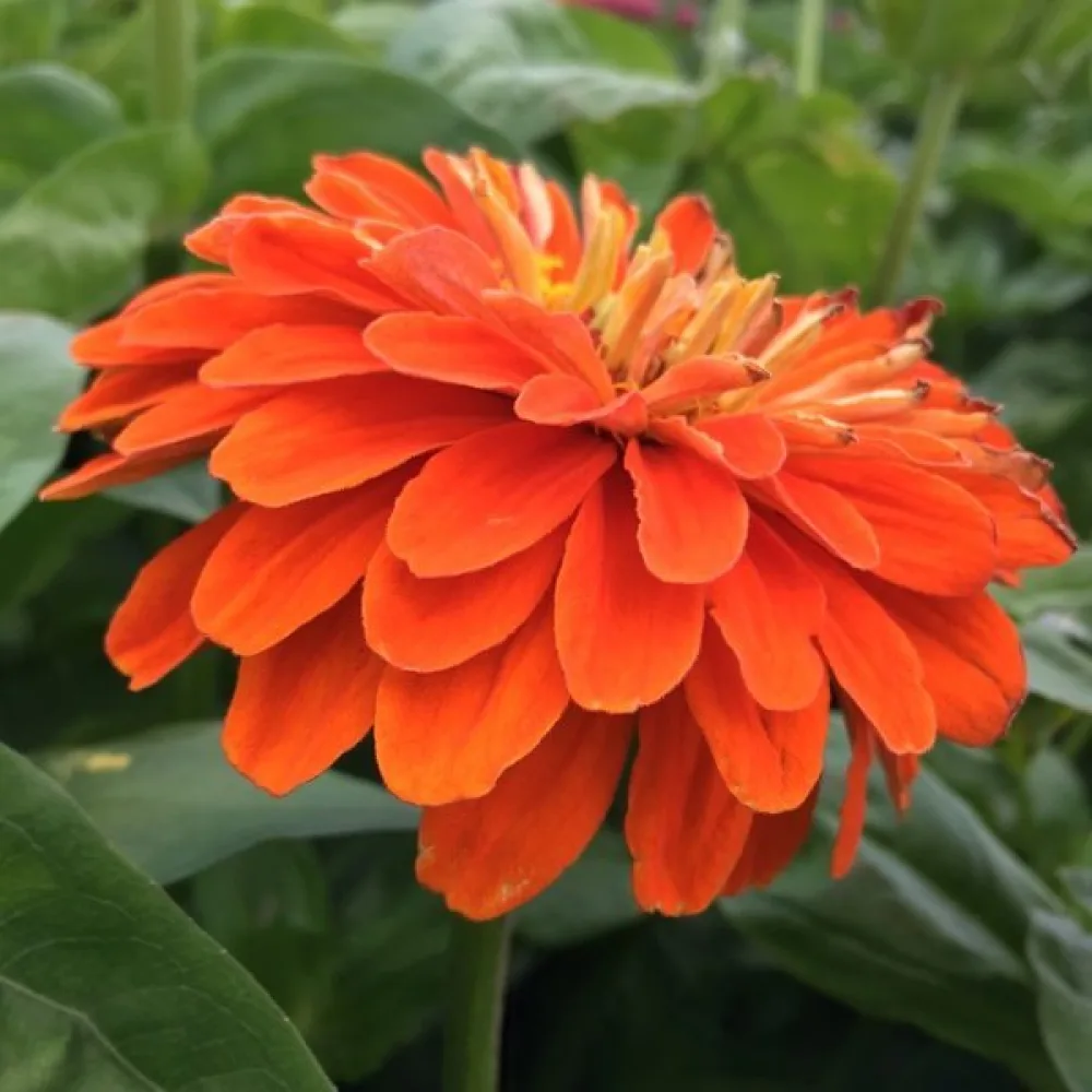 Zinnia 'Super Yoga Orange'