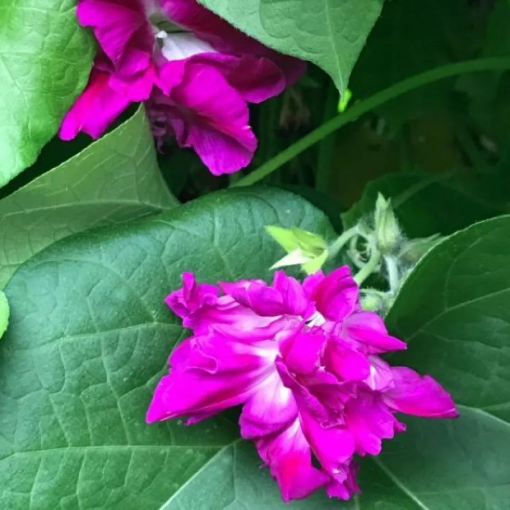 Purpurvinda 'Sunrise Serenade'