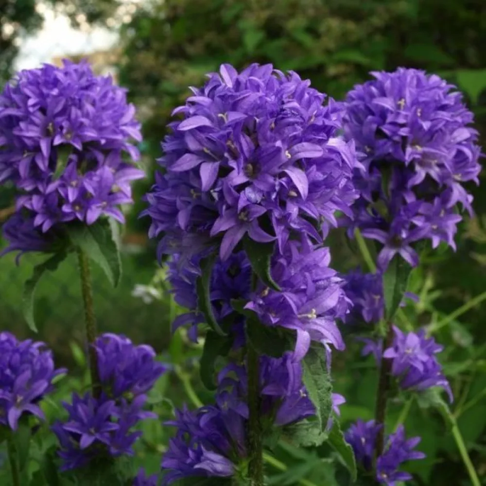 Toppklocka Campanula glomerata var. dahurica – violettblå