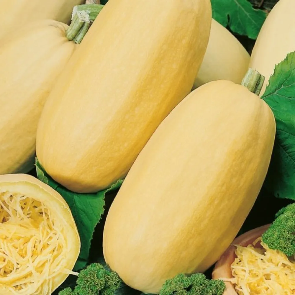 Spaghettipumpa 'Makaronowa Warszawska'