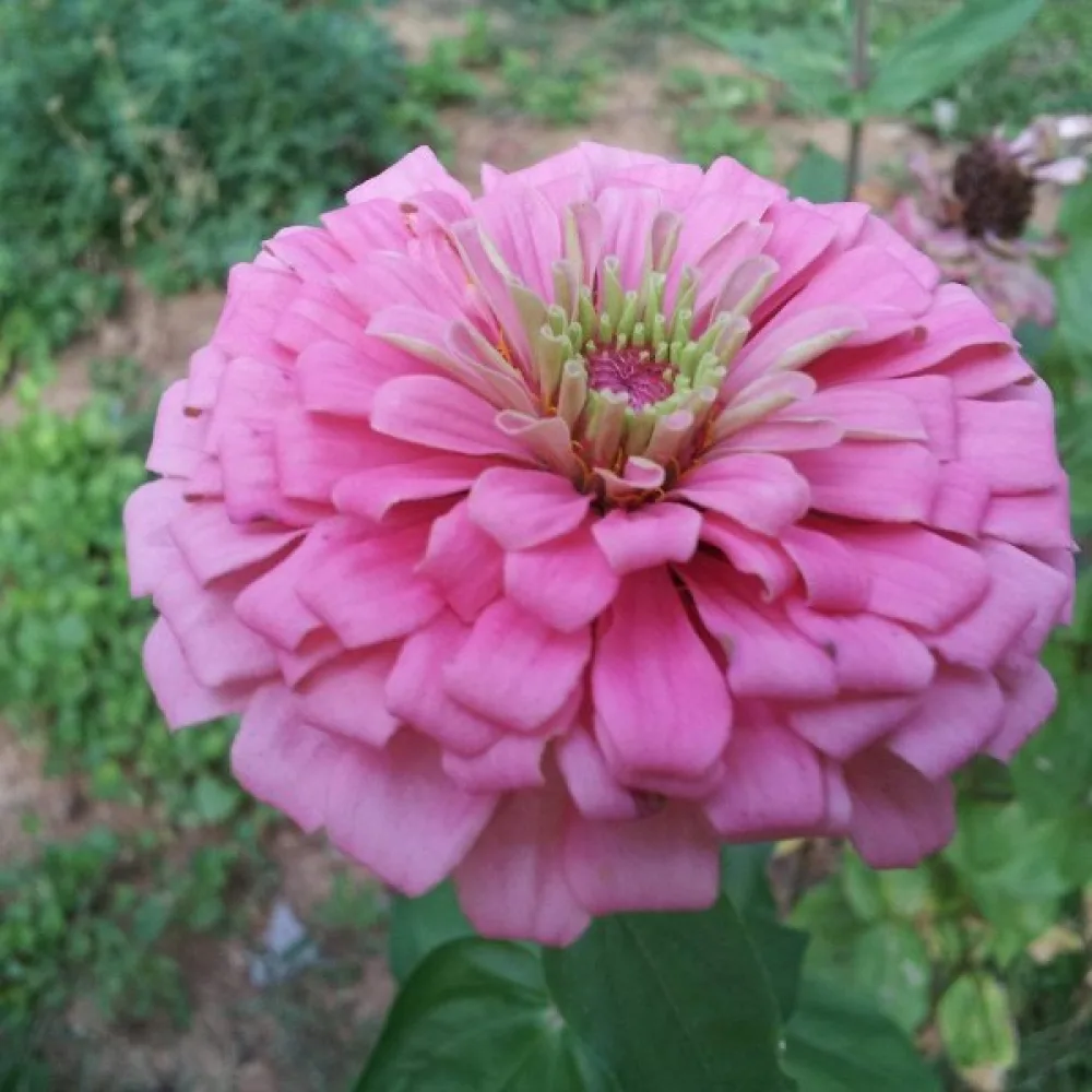 Zinnia 'Miss Willmott'