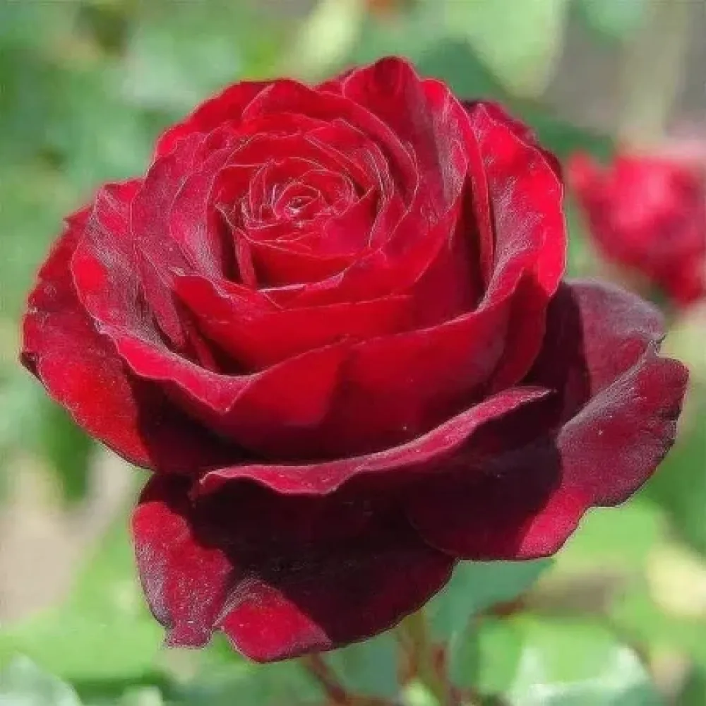 Ros 'Ruby Eternity Rose' – barrotad