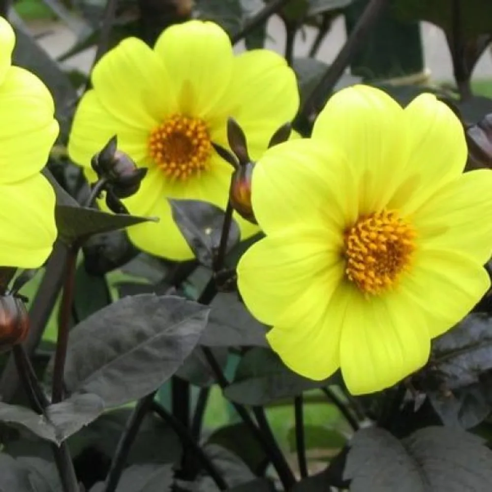 Lågväxande dahlia 'Mignon Yellow Shades'