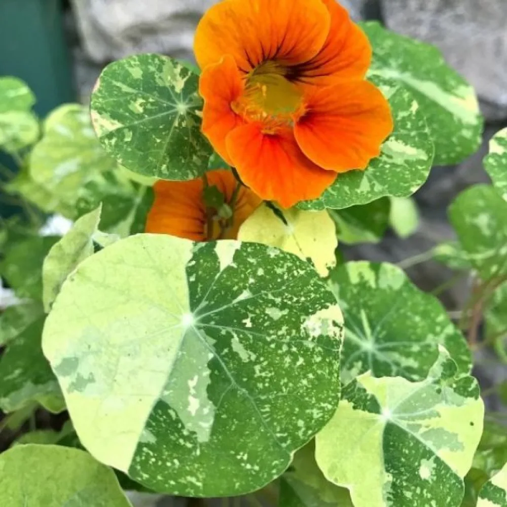 Krasse 'Alaska' (blandning)