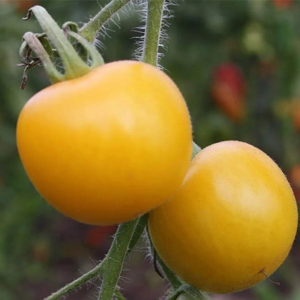 Körsbärstomat 'Yellow Perfection'