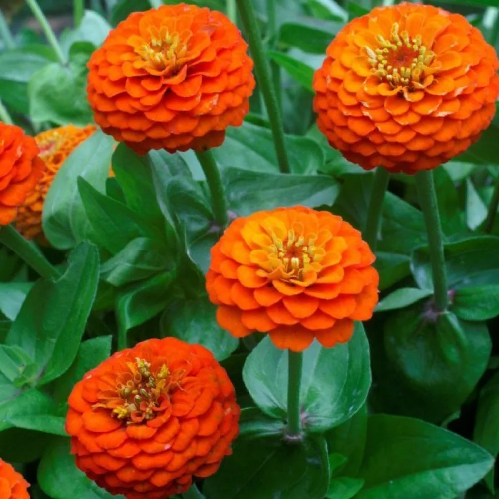 Zinnia 'Orange Gem'
