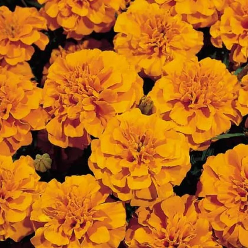 Fransk tagetes 'Tangerine'