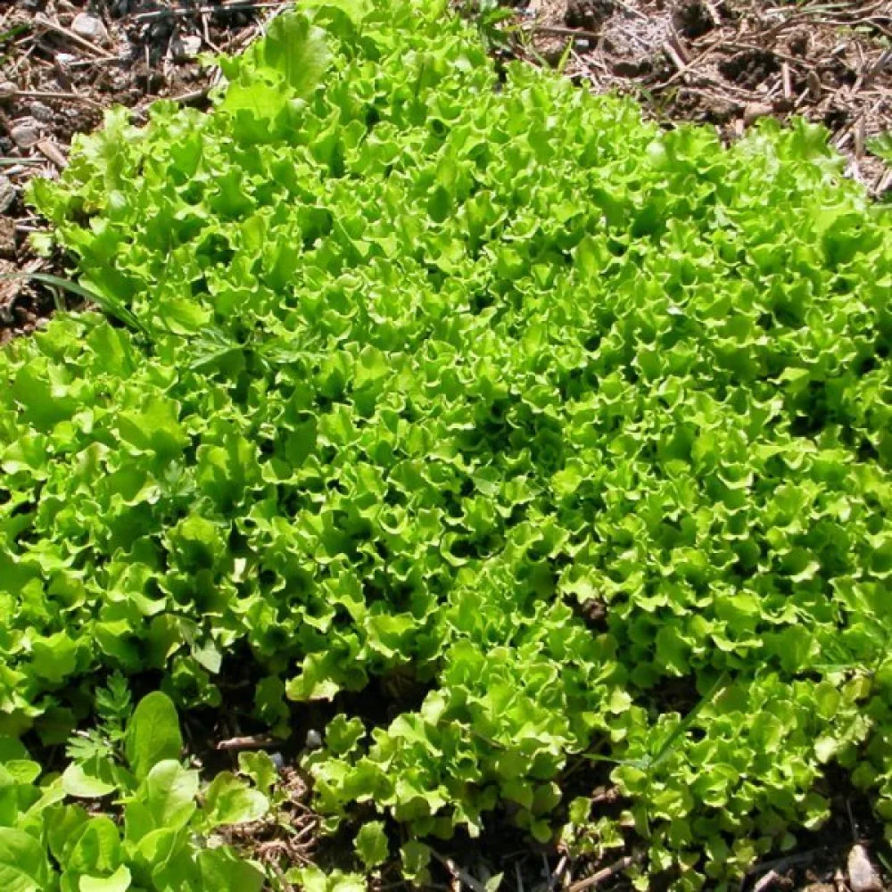 Babyleaf-sallad 'Bionda a Foglia Riccia'
