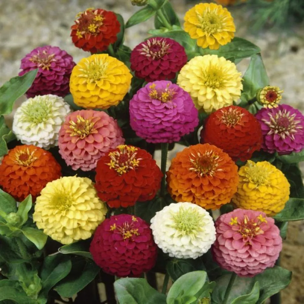 Zinnia 'Pepito' (blandning)