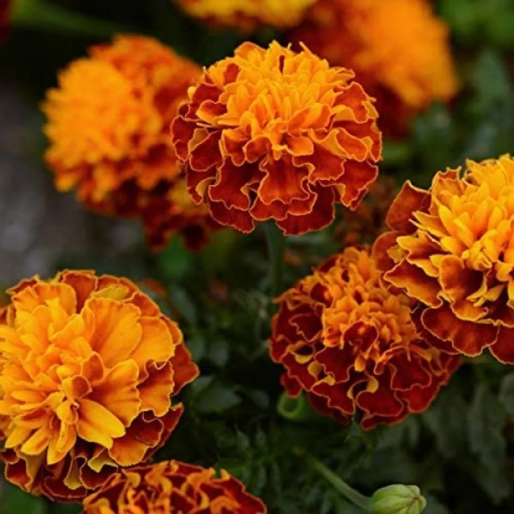 Fransk tagetes 'Boy Harmony'