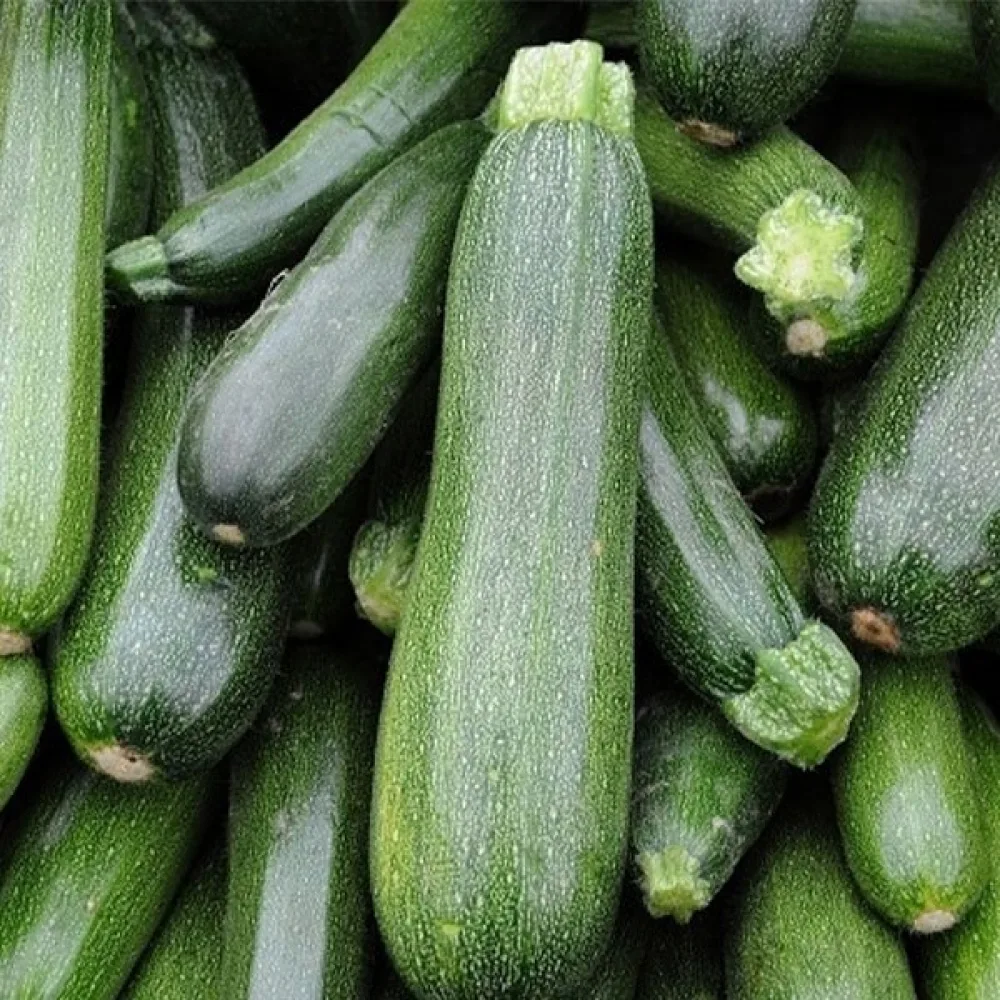 Zucchini 'Soraya'