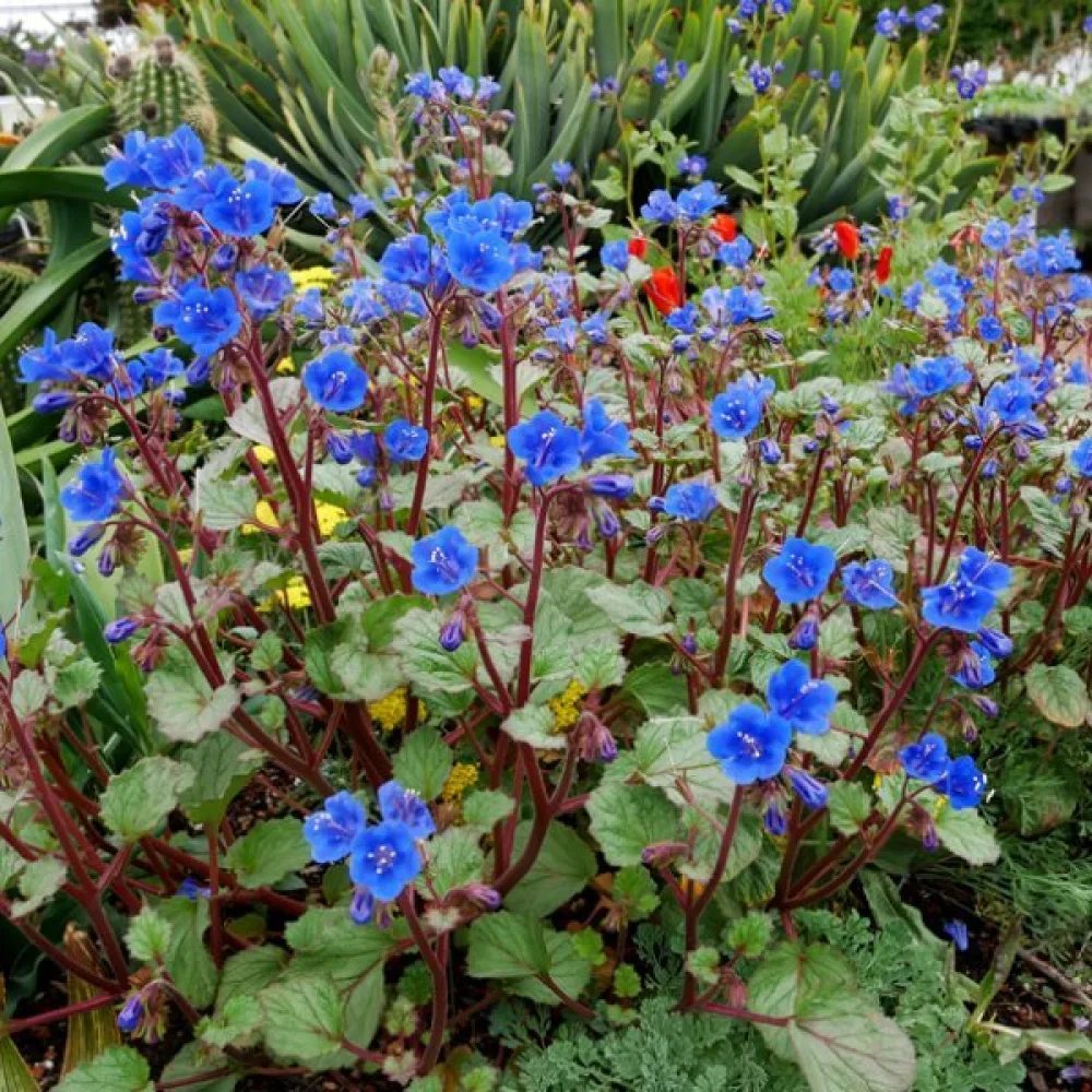 Honungsört Phacelia campanularia – blå