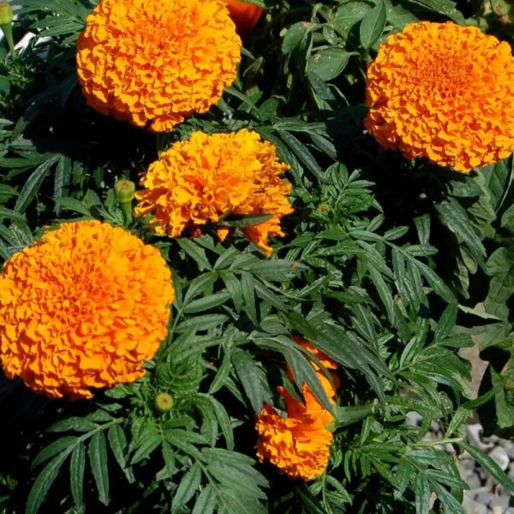 Afrikansk tagetes 'Clinton'