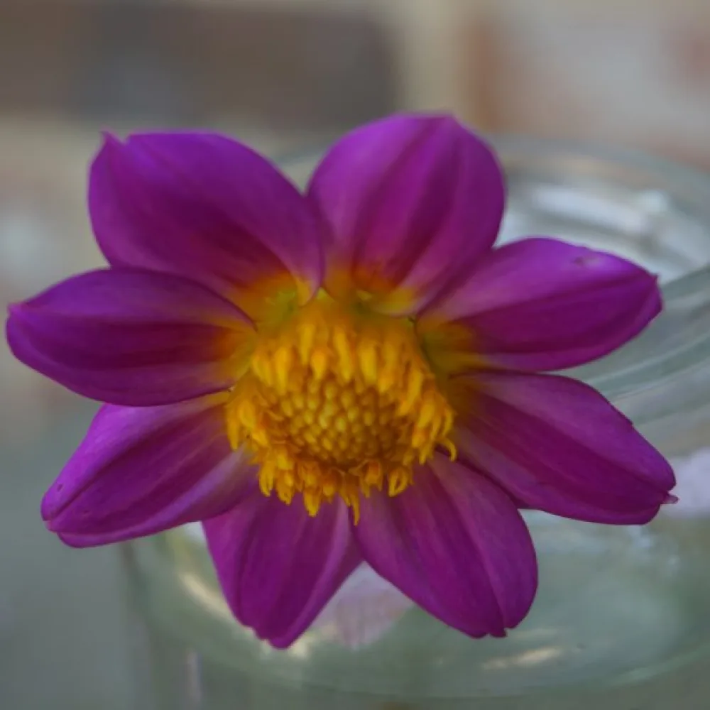 Lågväxande dahlia 'Mignon Rose Shades'