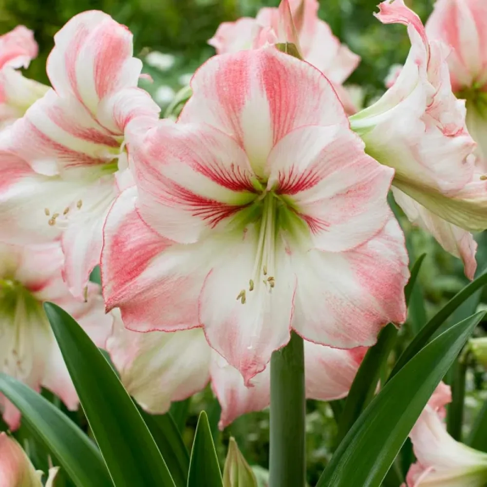 Amaryllis 'Amadeus Candy'