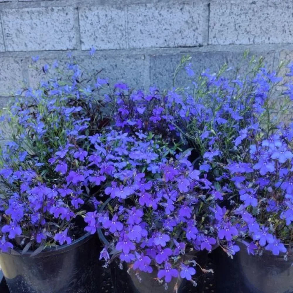 Kantlobelia 'Crystal Palace' – blå