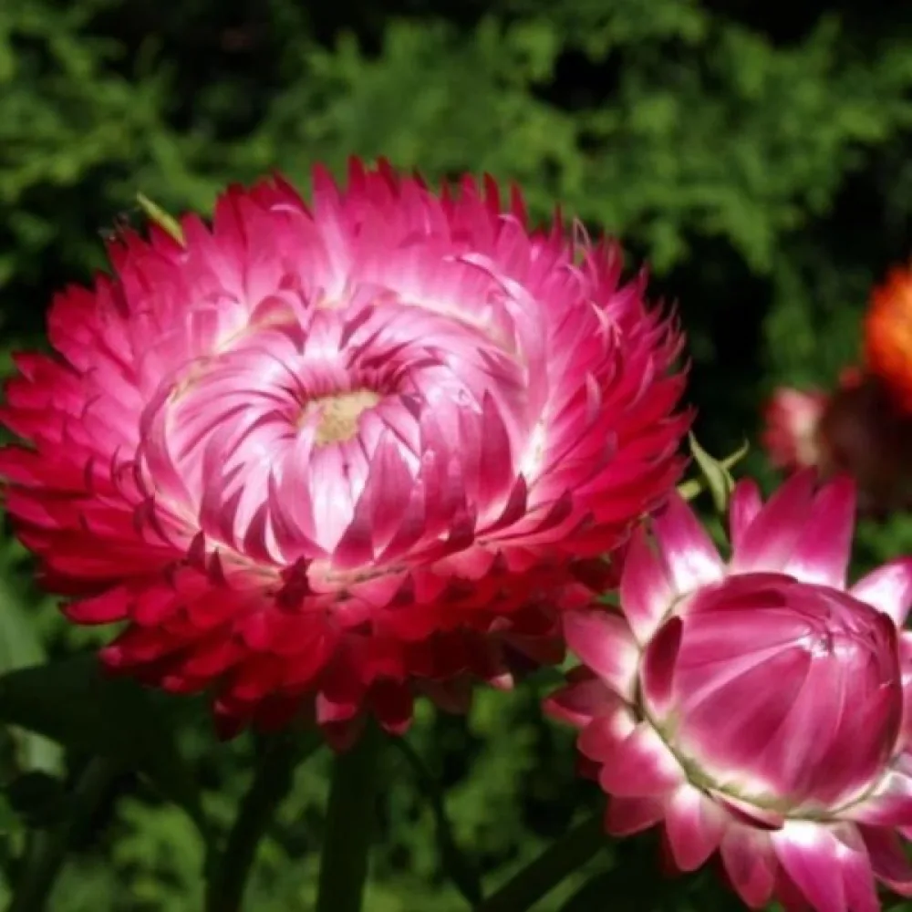 Eternell, hög – klarrosa