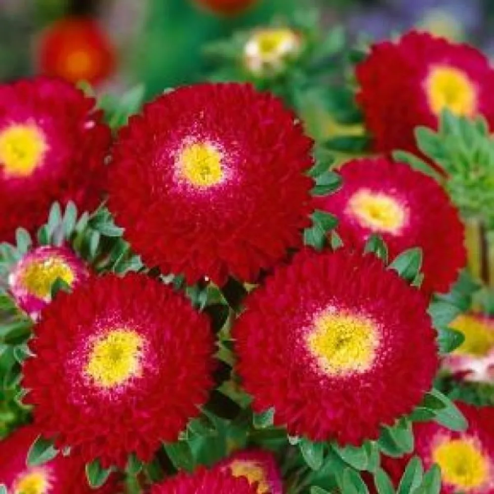 Sommaraster Pompon – mörkröd
