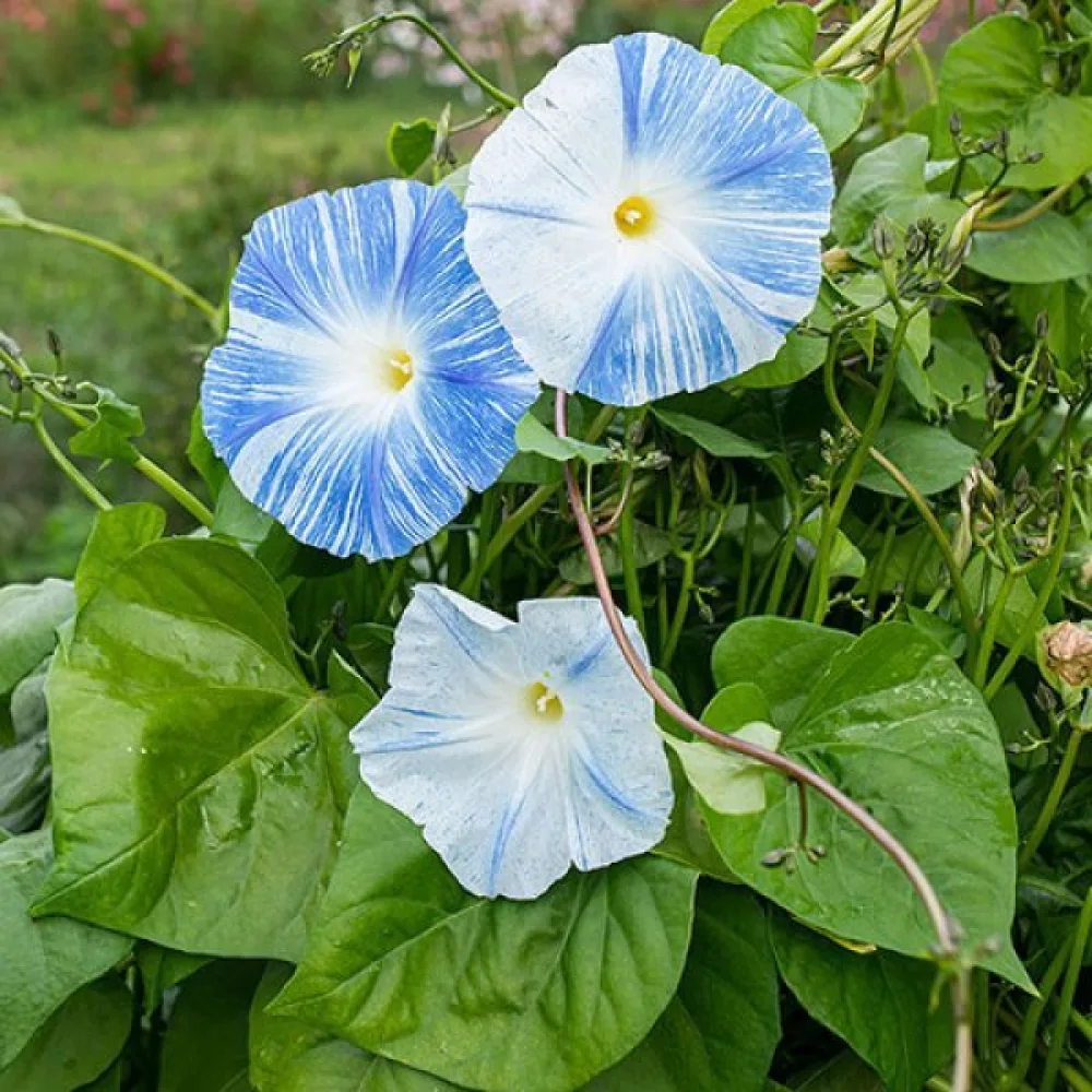 Blomman för dagen 'Flying Saucers'