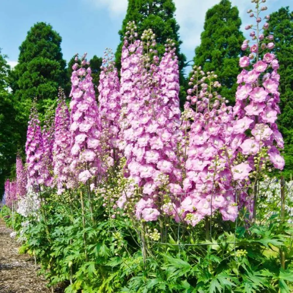 Sommarriddarsporre 'Pink Queen' – ljusrosa