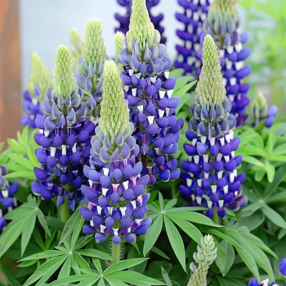 Lupin 'Kastellan' blå