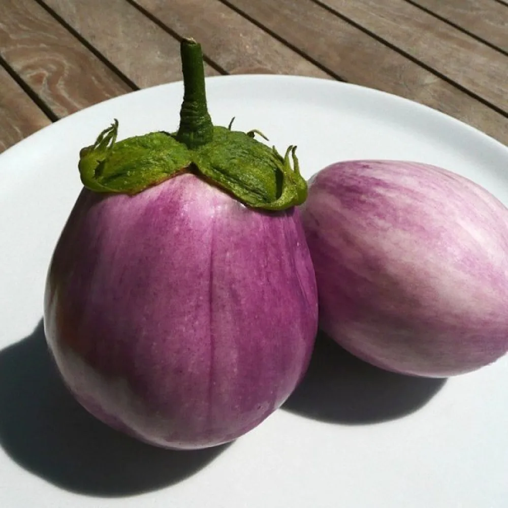 Aubergine 'Rotonda Bianca Sfumata di Rosa'
