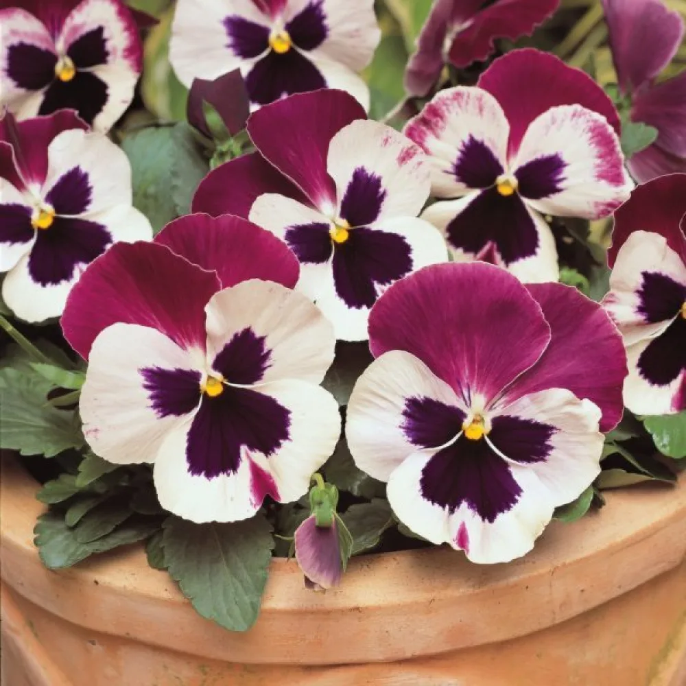 Pensé 'Springtime Cassis'