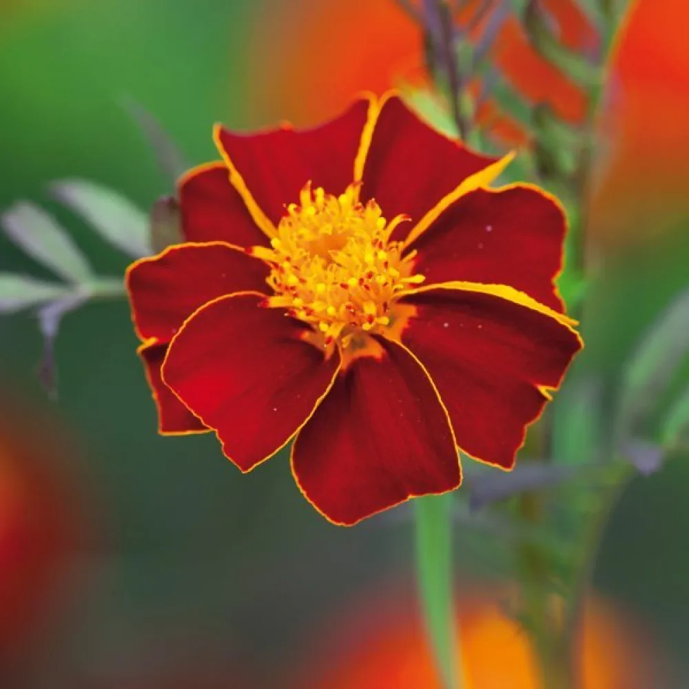 Fransk tagetes 'Konstance'