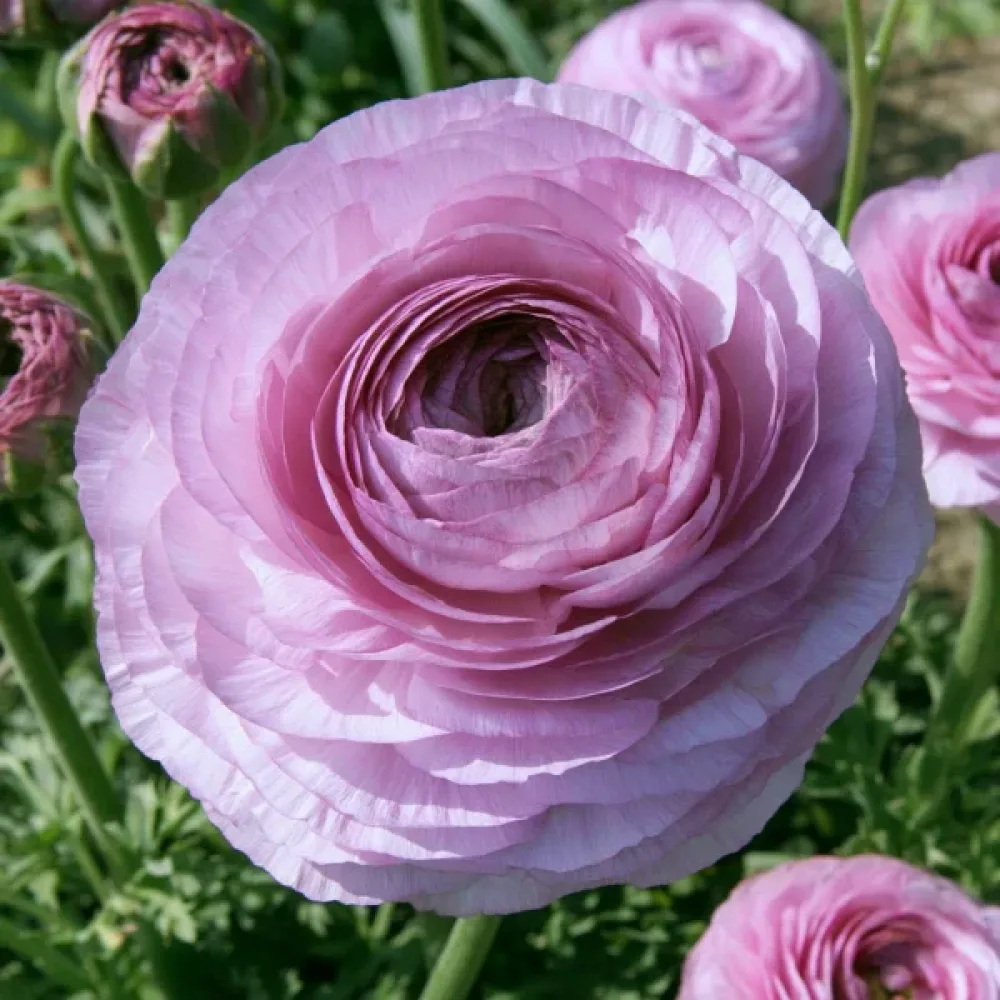 Ranunkel 'Elegance Milka'