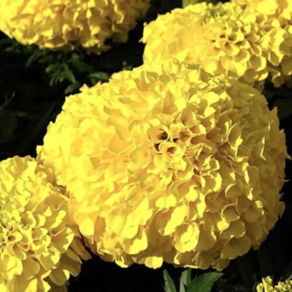 Afrikansk tagetes 'Moonlight'