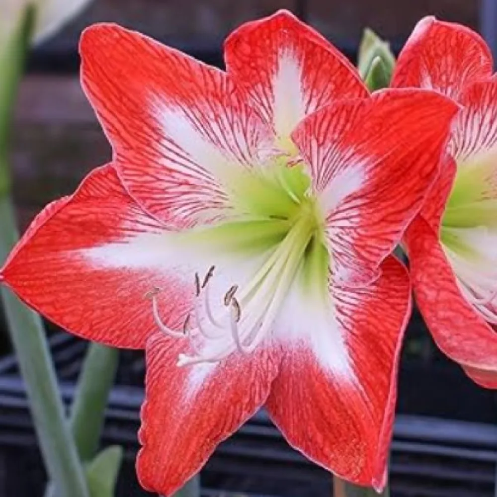 Amaryllis 'Minerva striped'