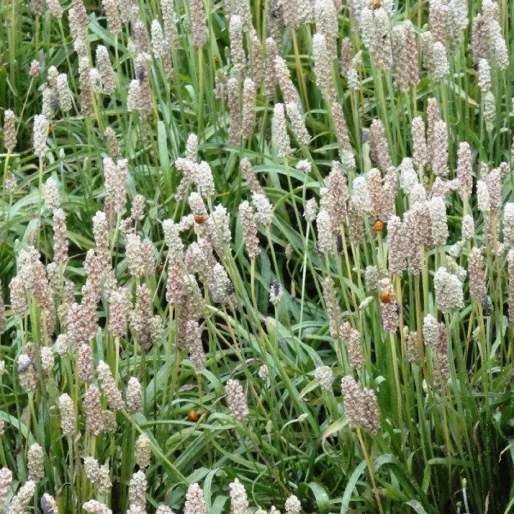 Loppfrö (psyllium)