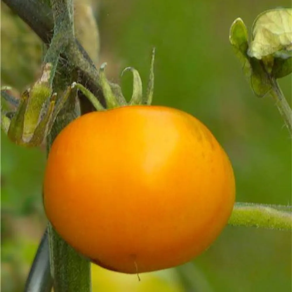 Tomat 'Orange Queen'