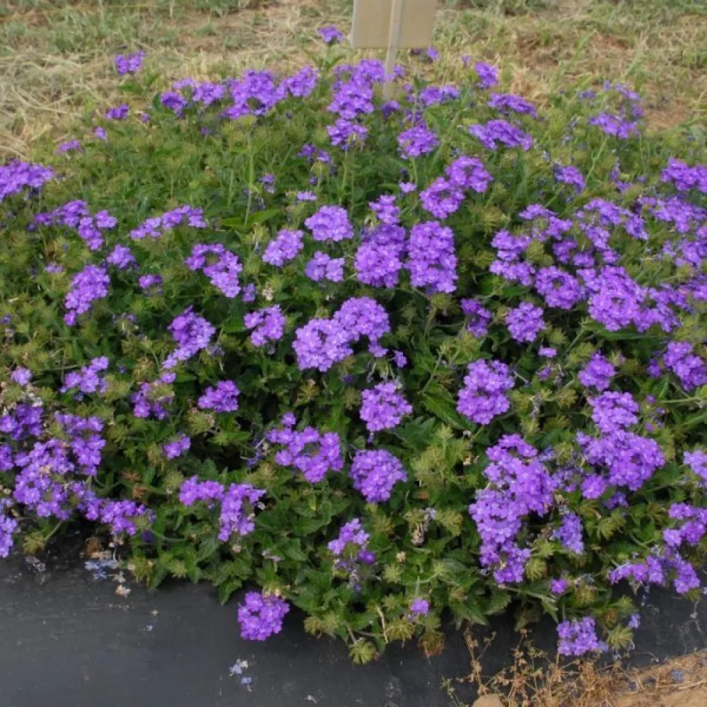 Verbena 'Splendor', lila med vitt öga