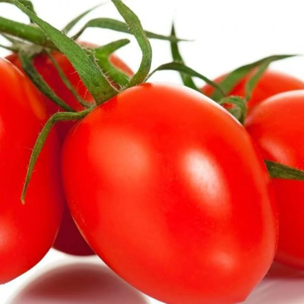 Tomat 'Kmicic'