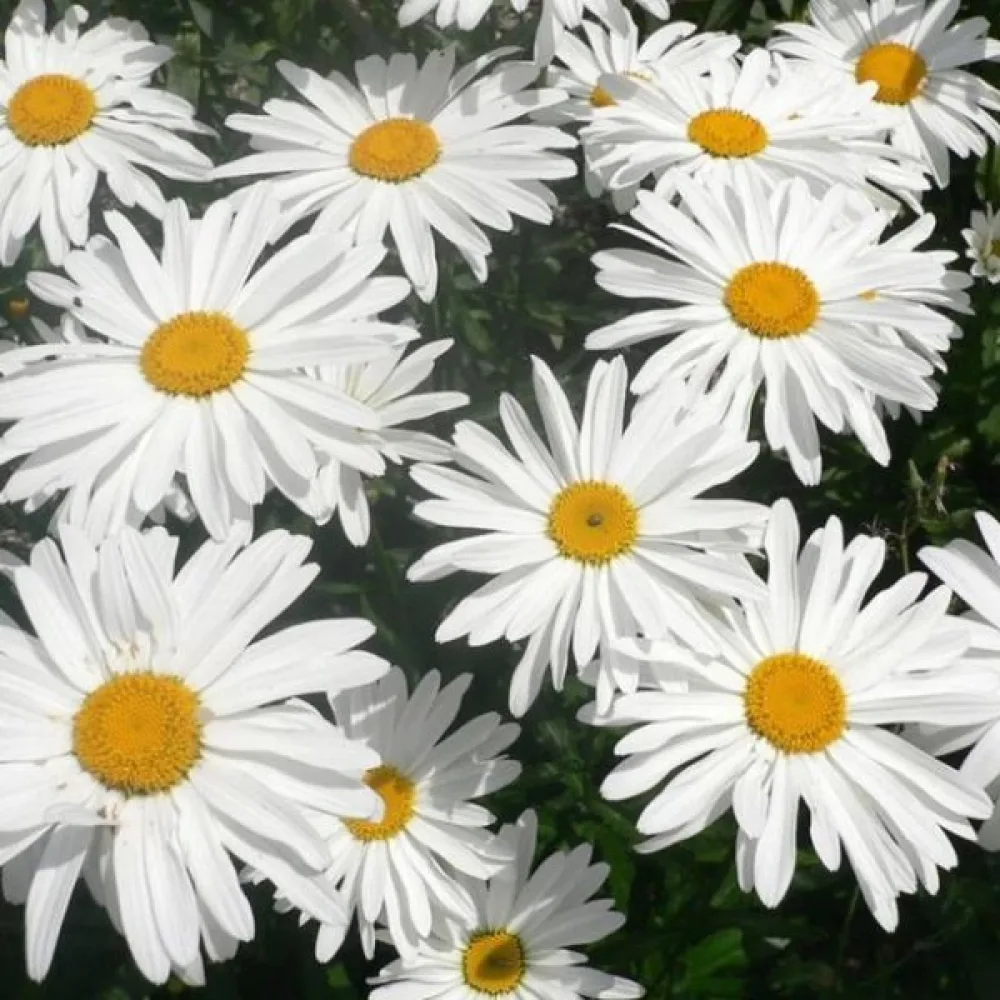 Margerit, vit