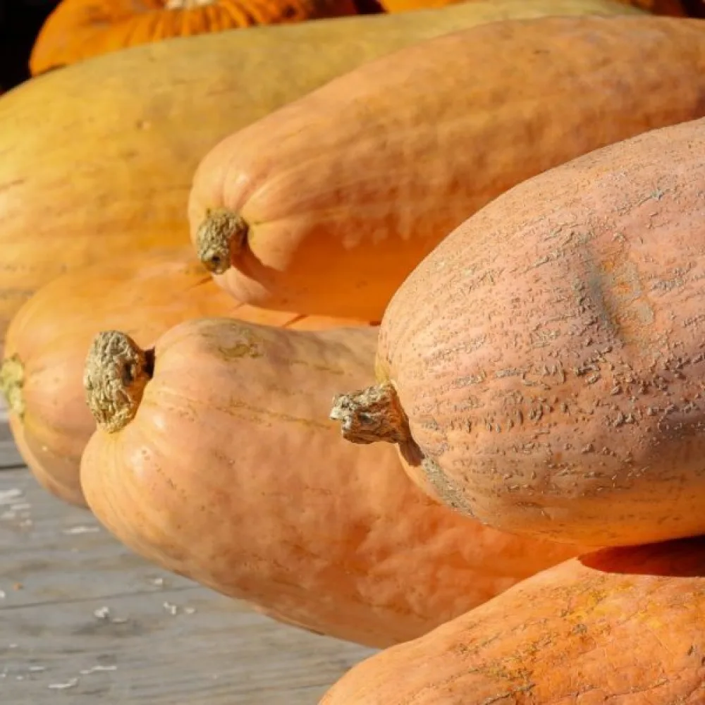 Pumpa 'Pink Banana Jumbo'