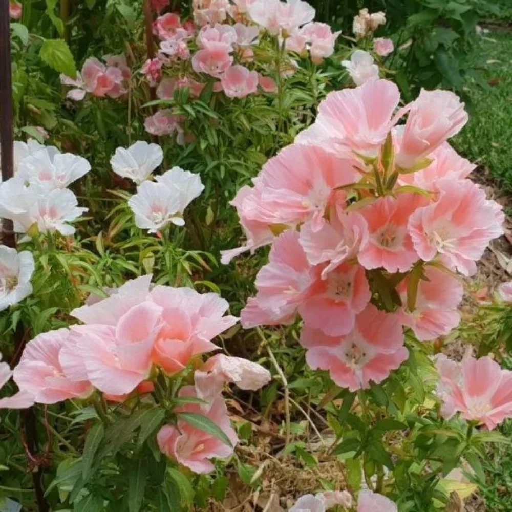 Atlasblomma 'Sybil Sherwood', laxrosa