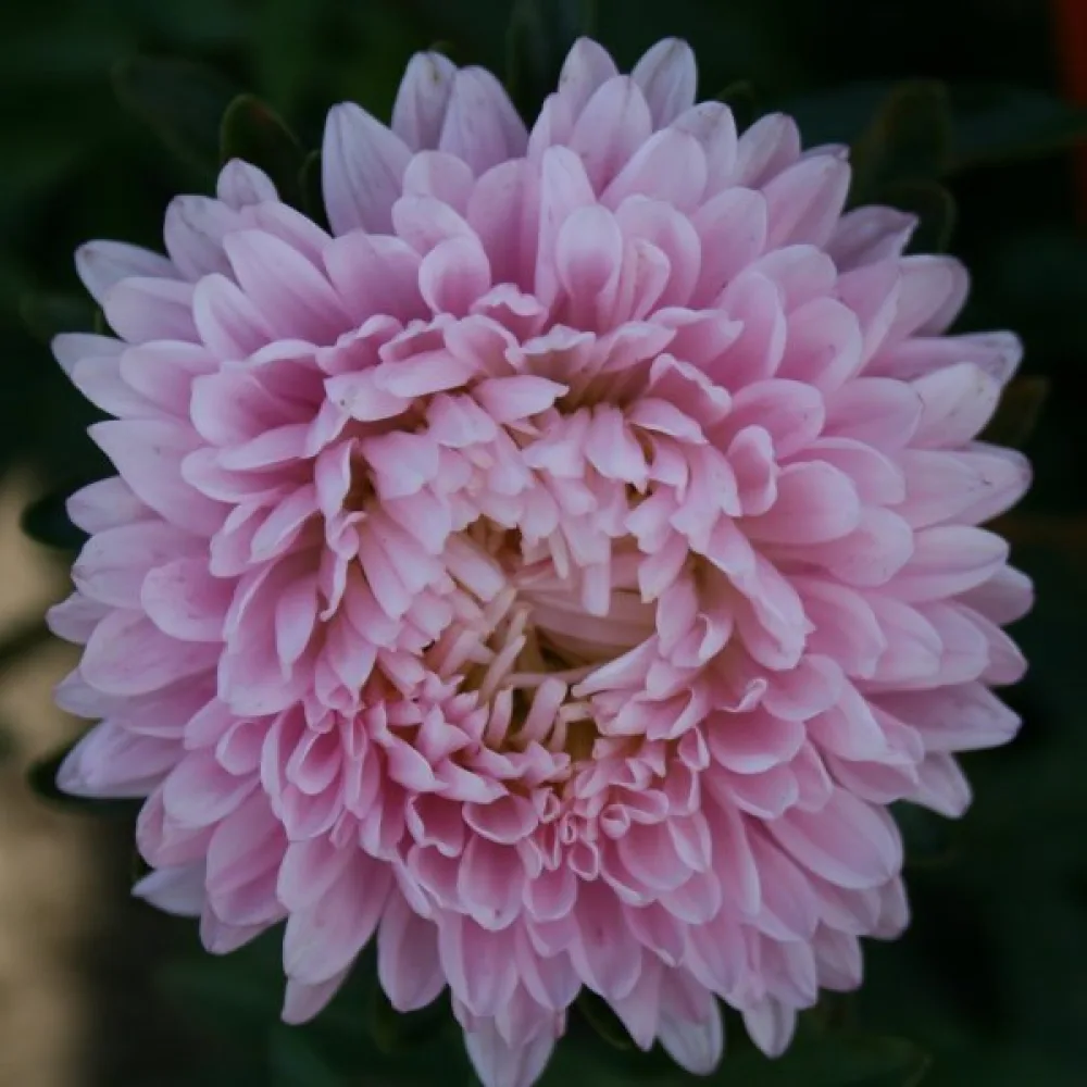 Sommaraster 'Thousand Wonders' laxrosa