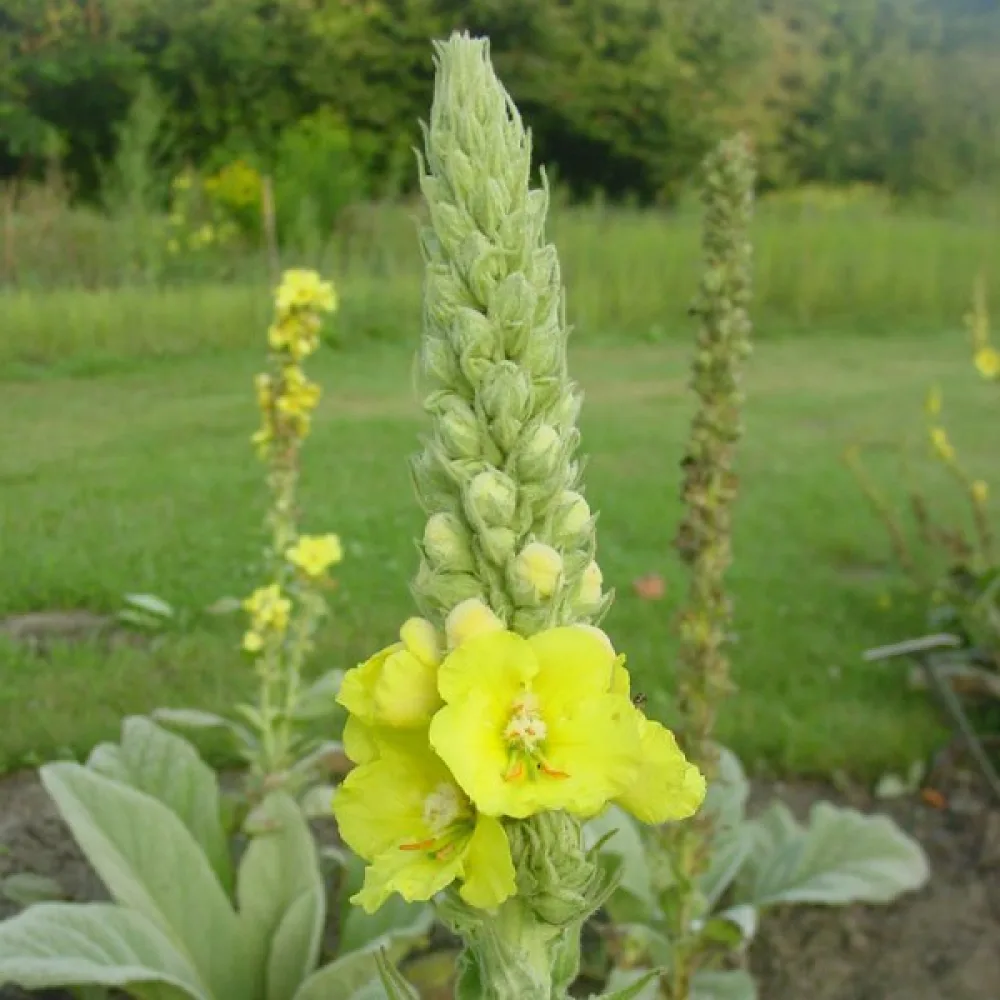 Kungsljus Verbascum densiflorum