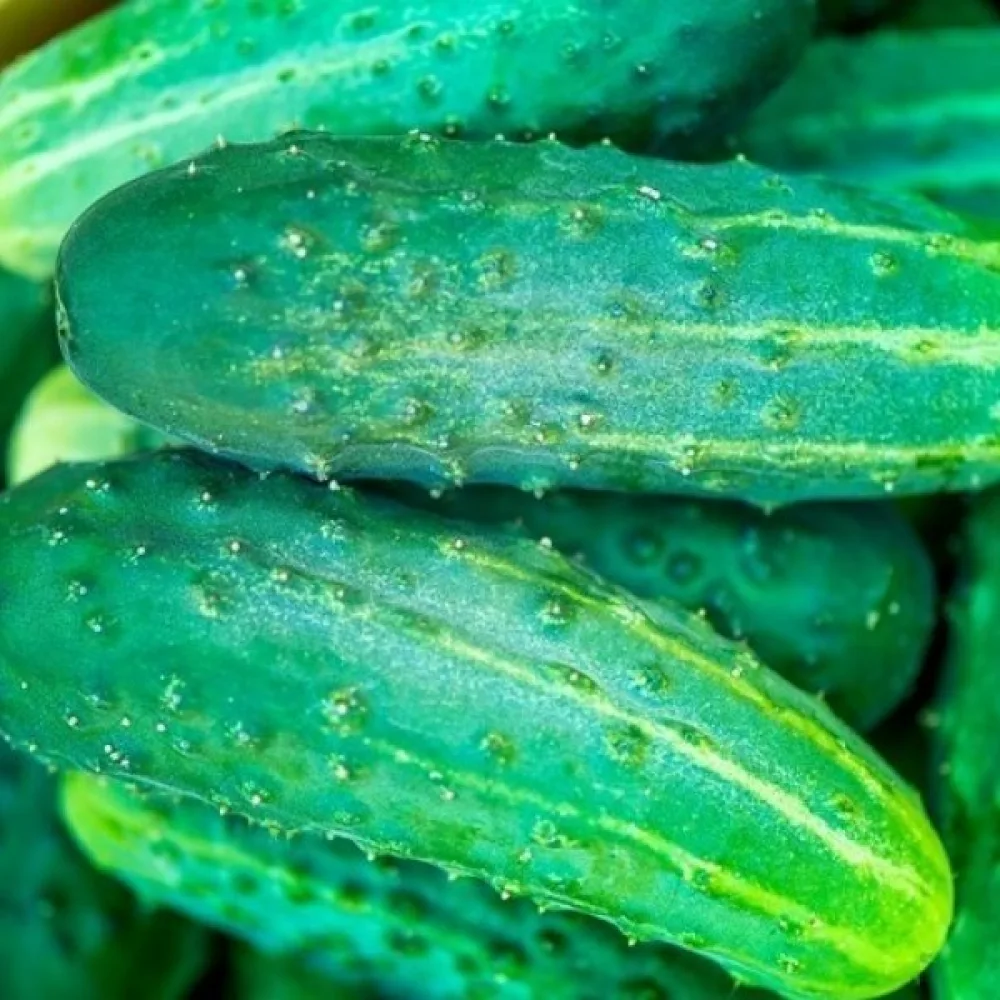 Druvgurka 'Cezar' F1