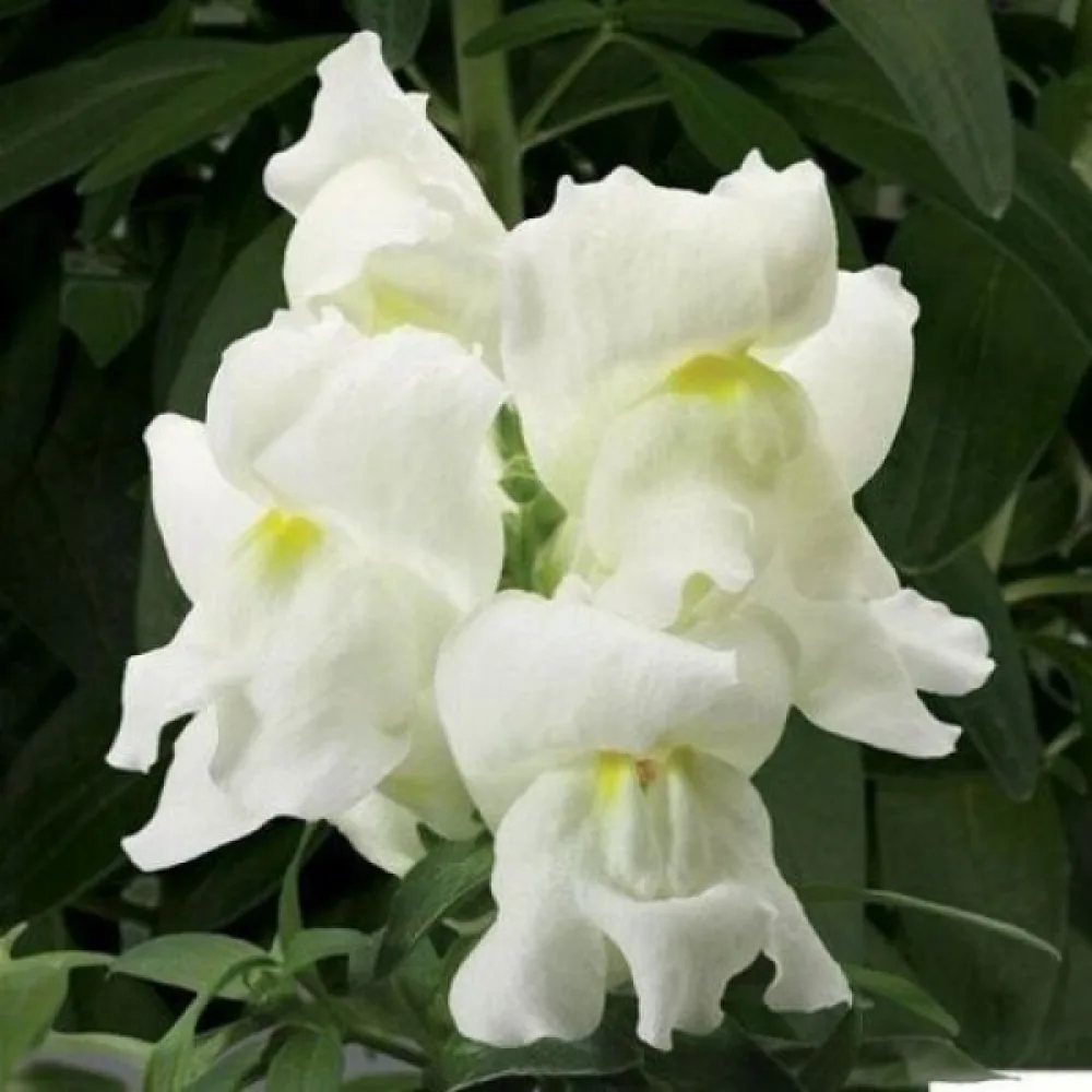 Lejongap 'Snowflake'