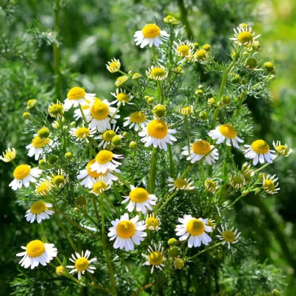 Romersk kamomill Anthemis nobilis