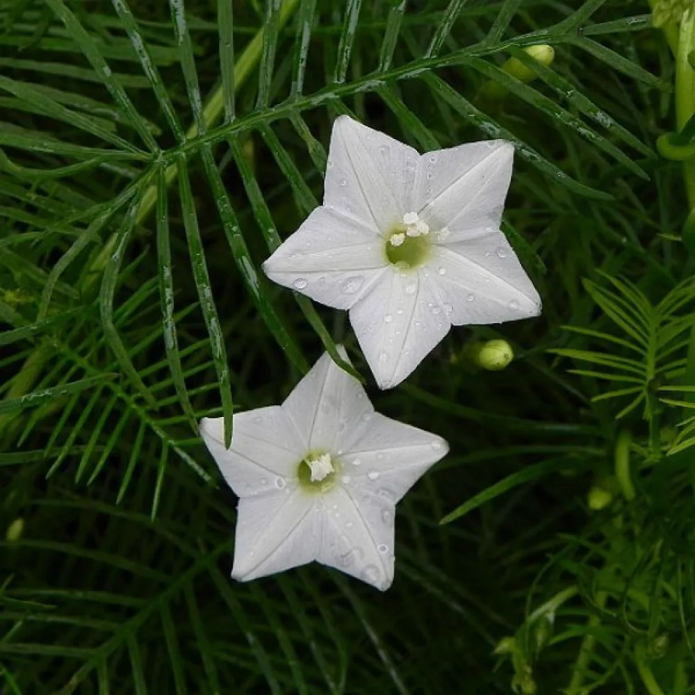 Cypressvinda Ipomoea pennata – vit