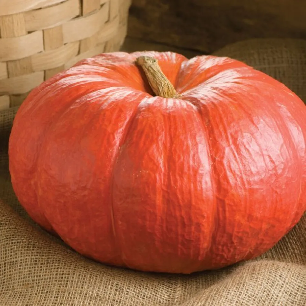 Pumpa 'Rouge Vif d'Étampes'
