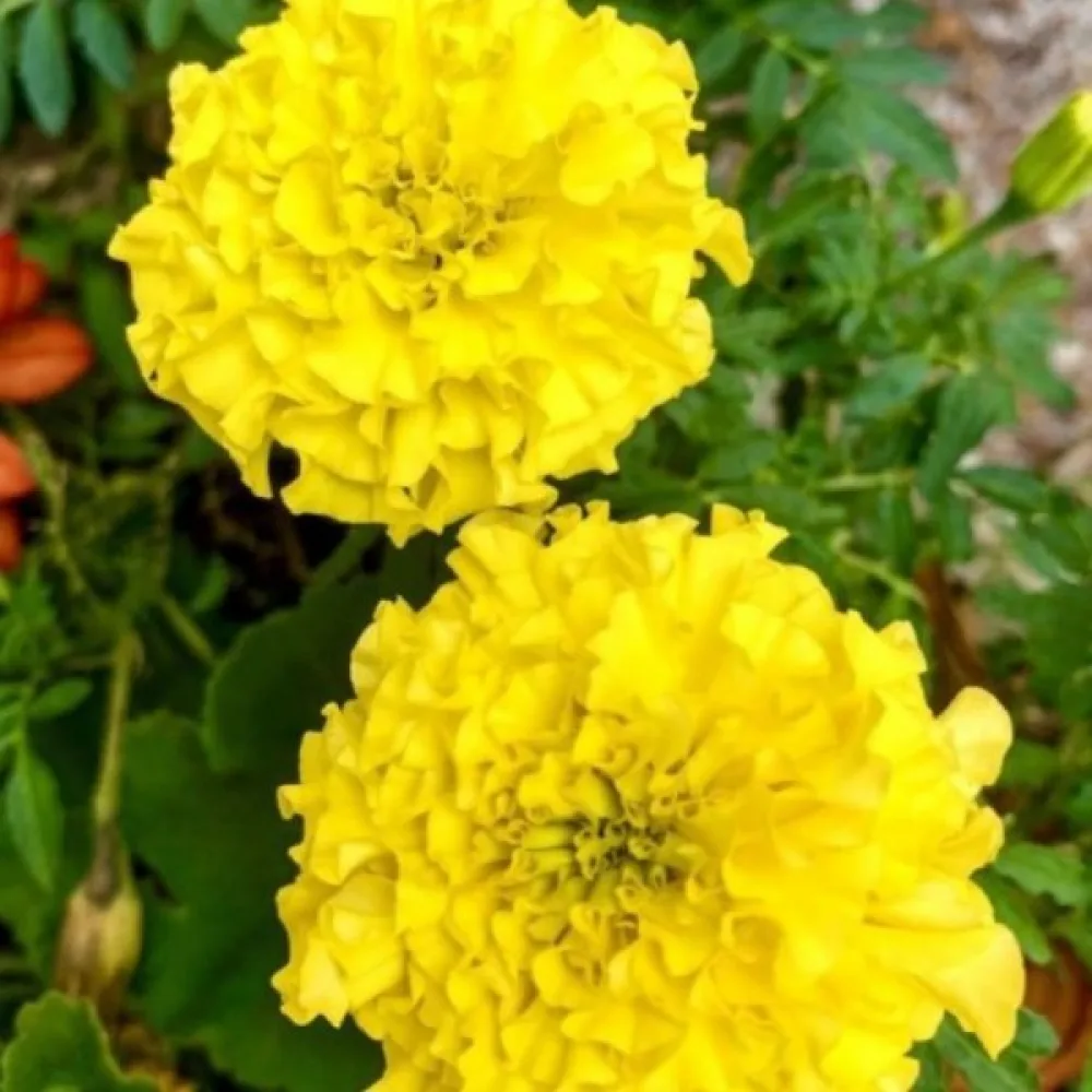 Fransk tagetes 'Gypsy Sunshine'