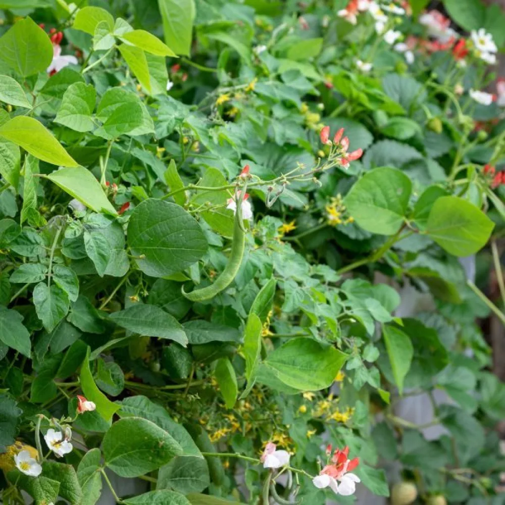 Rosenböna 'Hestia'