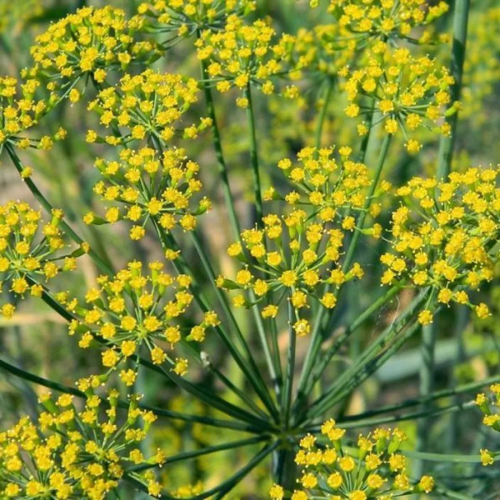 Dill Anethum graveolens