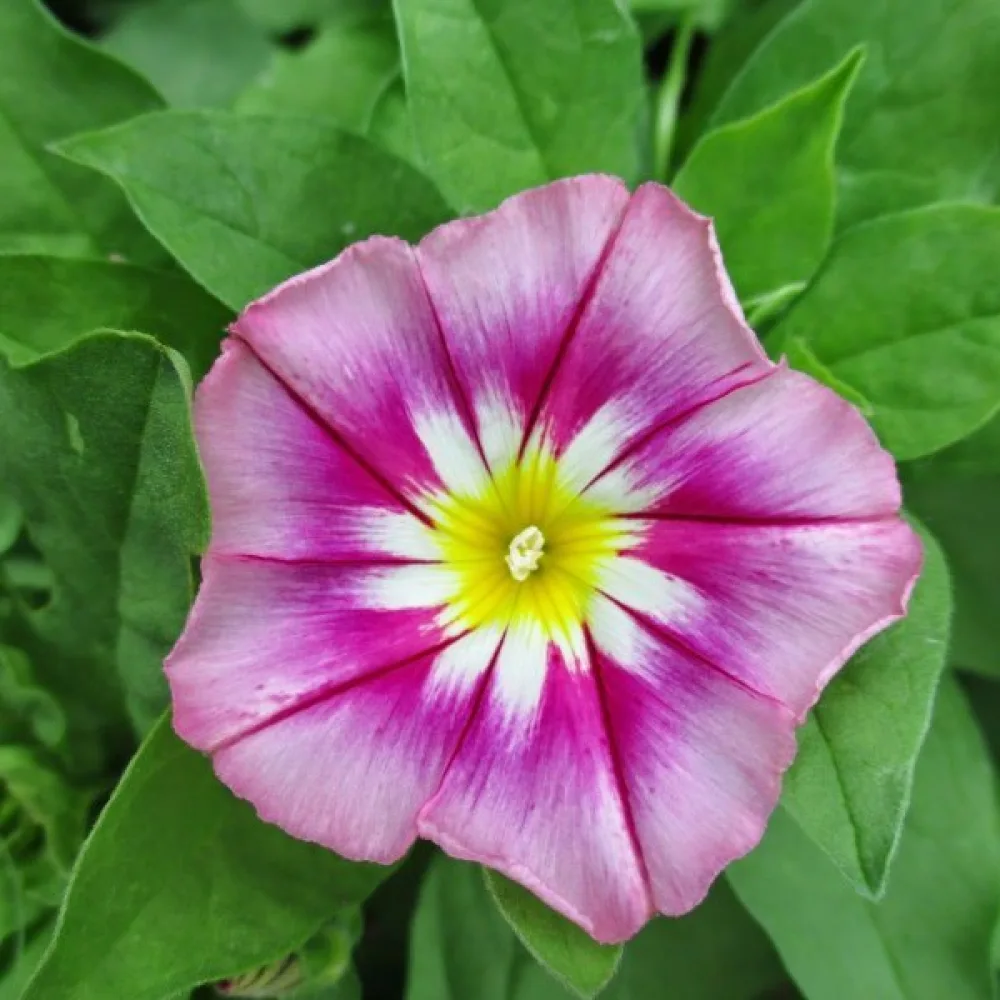 Praktvinda 'Rose Ensign'